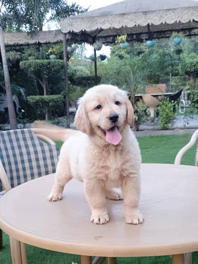 Golden Retriever Puppies For sale|Golden Retriever Dog|Pedigre Puppies