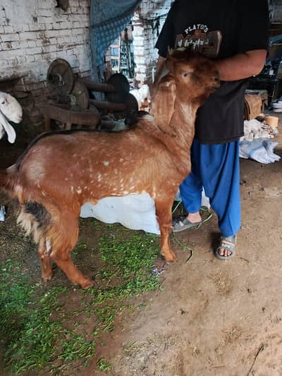 2 Daant Qurbani Ke Liye Ghar Ka Pala Howa