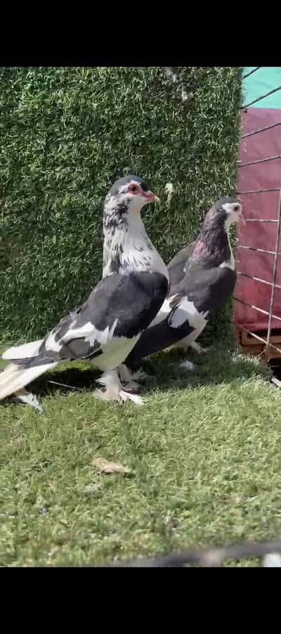 Siah Sherazi Kachpary or kaly mukhi breeder pair