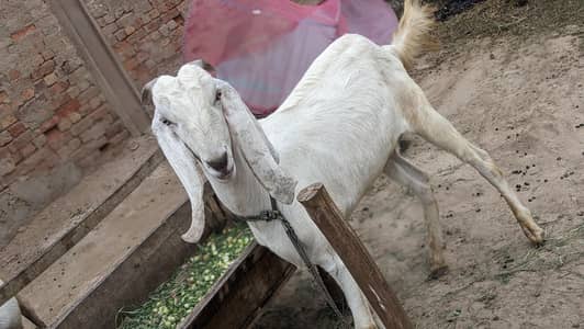 khasi Bakra for Sale price 85000