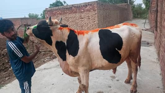 cows qurbani