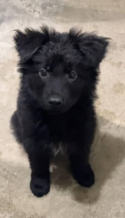german Shepherd puppies