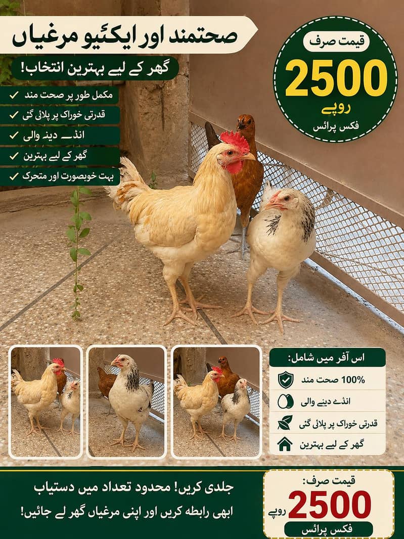 صحت مند دیسی مرغیاں برائے فروخت | انڈے دینے والی اور ایکٹو مرغیاں 0