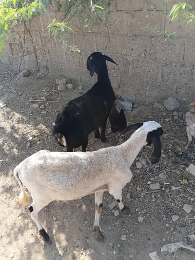 SHINWARI CHAKKI WALA DUMBA