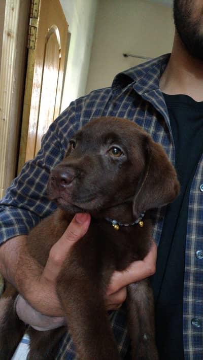 Chocolate Labrador