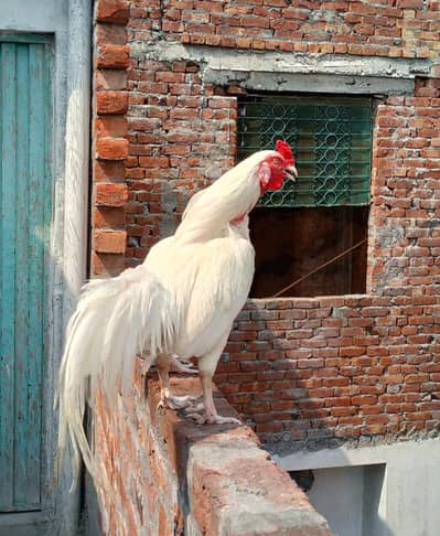 Healthy Active Heera Aseel murga. young breeding male. Ghr ka muga