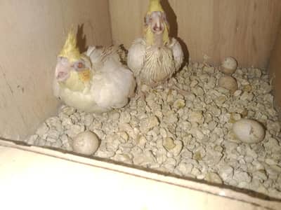 cocktail parrot for sale
