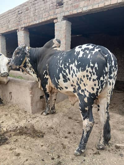 Beautiful Thanni cross Cholistani Bull  for sale (6 Teeth)