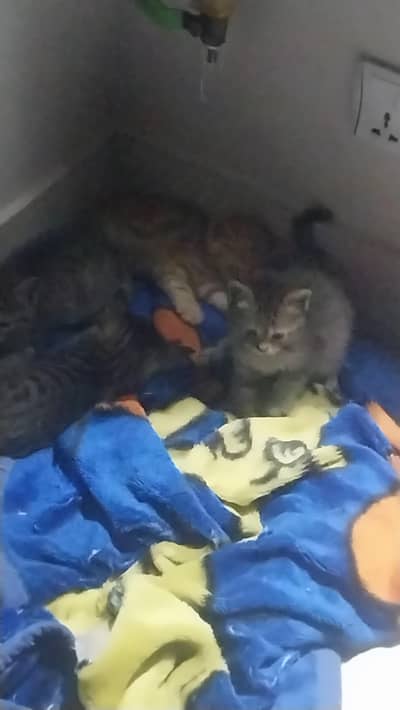 Four kittens
