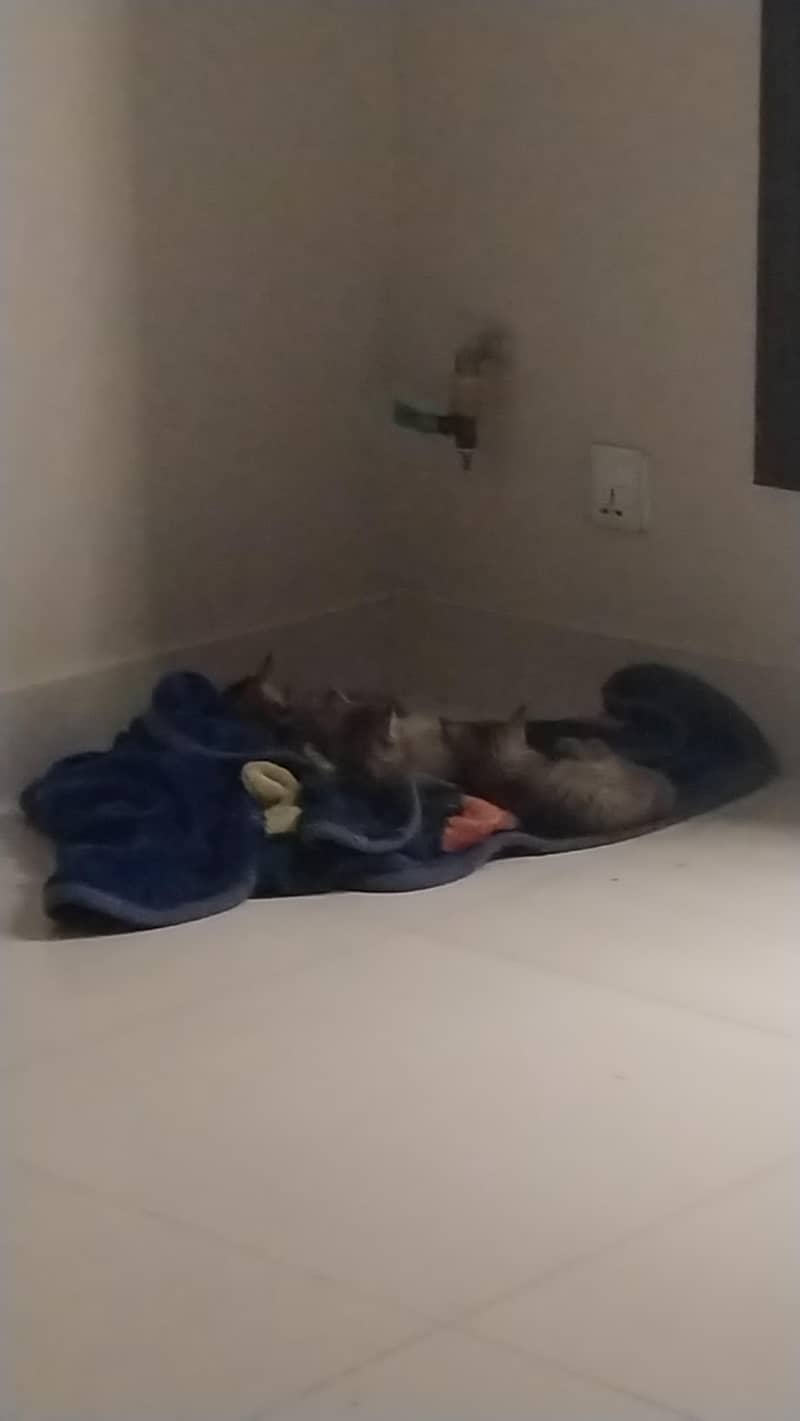 Four kittens 1