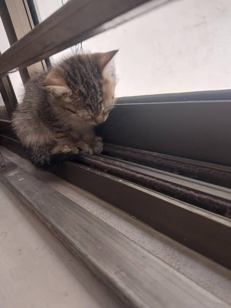 Four kittens 2
