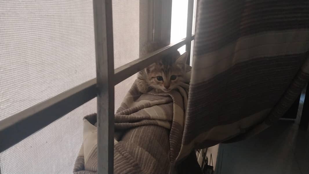 Four kittens 3
