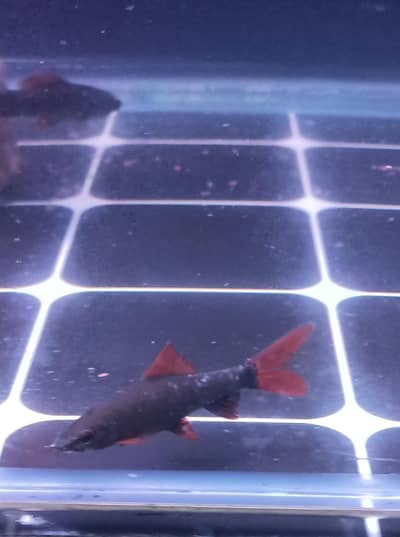 red tail rainbow shark