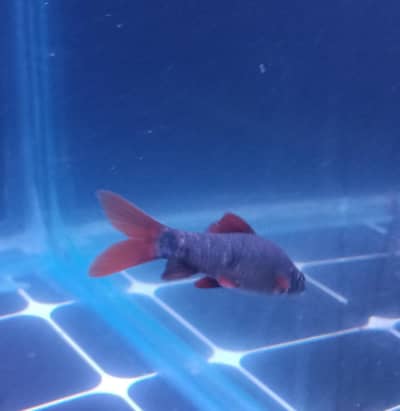 red tail rainbow shark pair