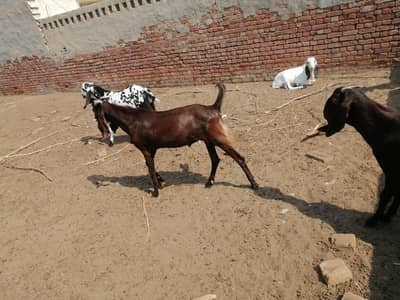 kurbani k bukray