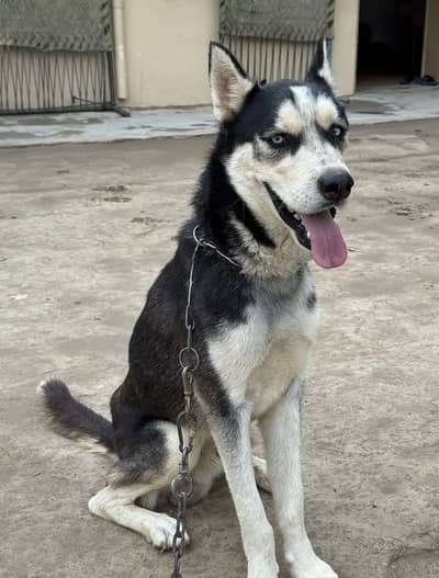 Stock Coat Siberian Husky x Alaskan Malamute mix