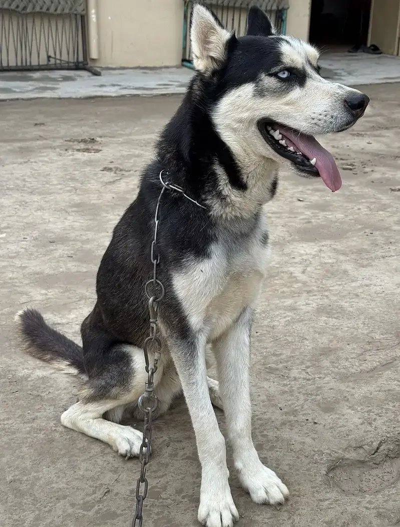 Stock Coat Siberian Husky x Alaskan Malamute mix — photo 2