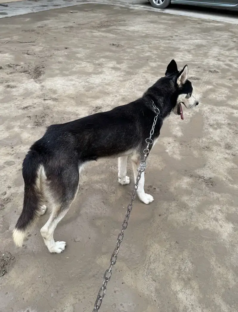 Stock Coat Siberian Husky x Alaskan Malamute mix — photo 3