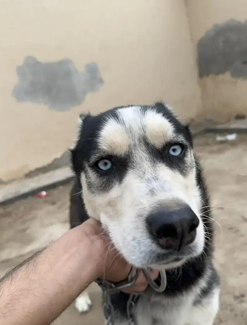 Stock Coat Siberian Husky x Alaskan Malamute mix — photo 4
