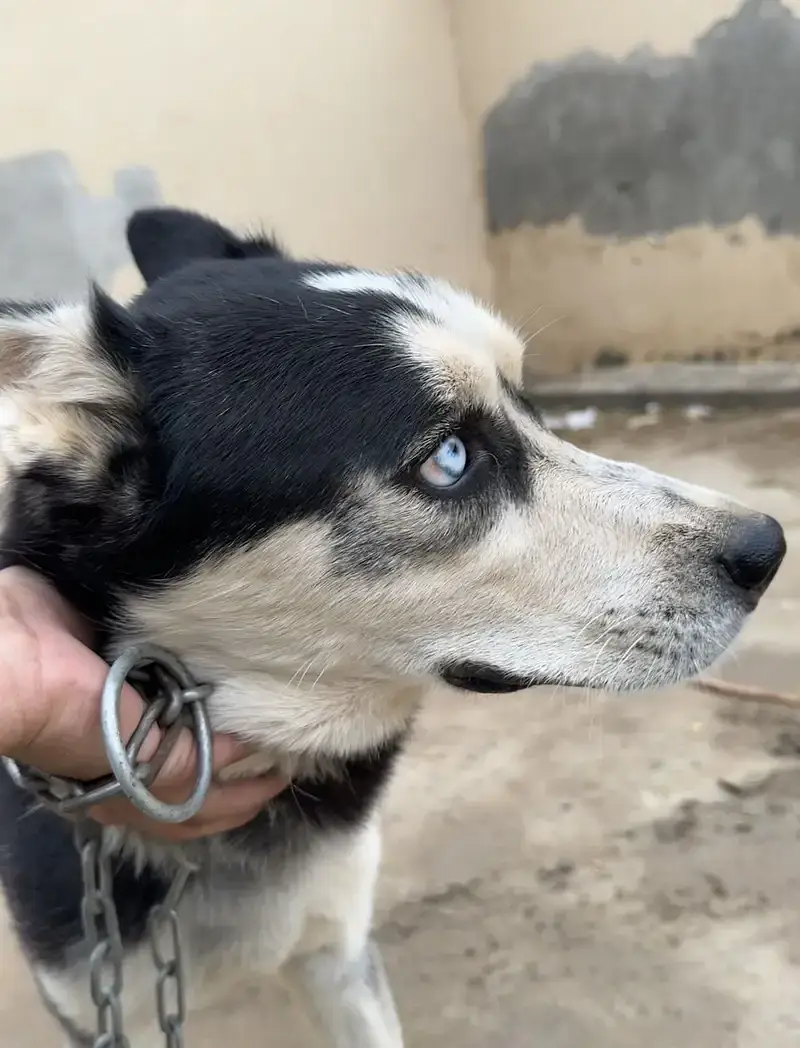 Stock Coat Siberian Husky x Alaskan Malamute mix — photo 5