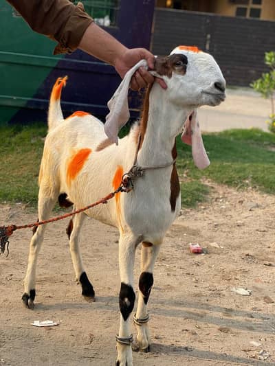bakray/desi bakray/beetal bakray/rajanpuri bakray/khassi bakray