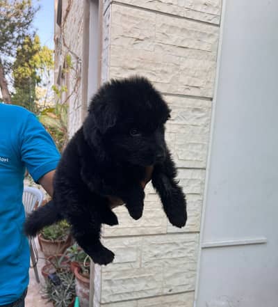 German shepherd puppies for sale