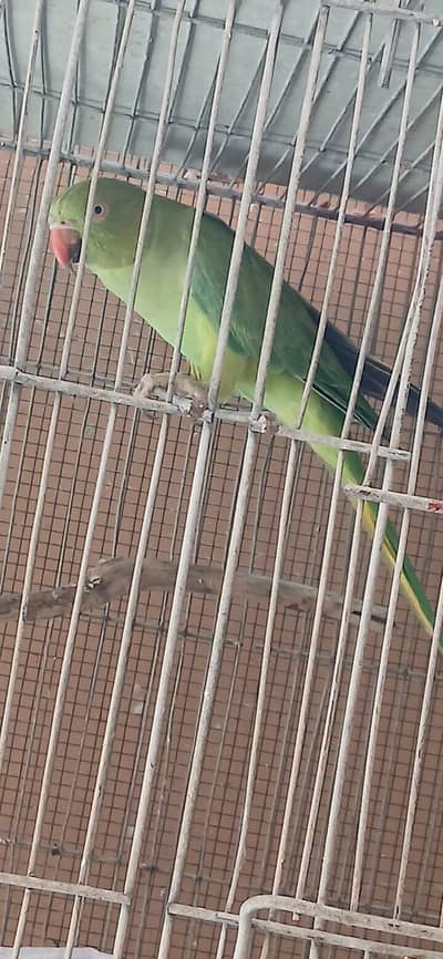 ringneck