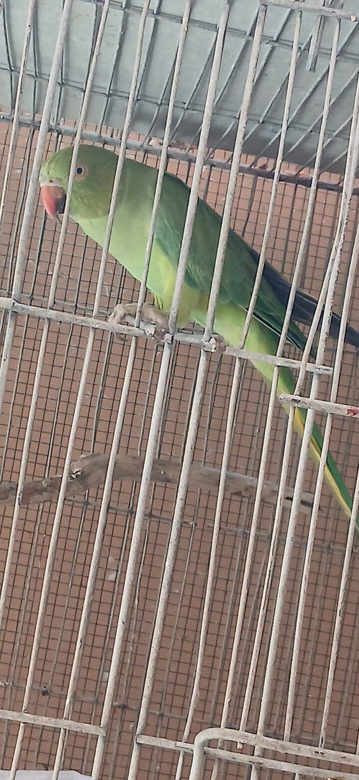 ringneck 0