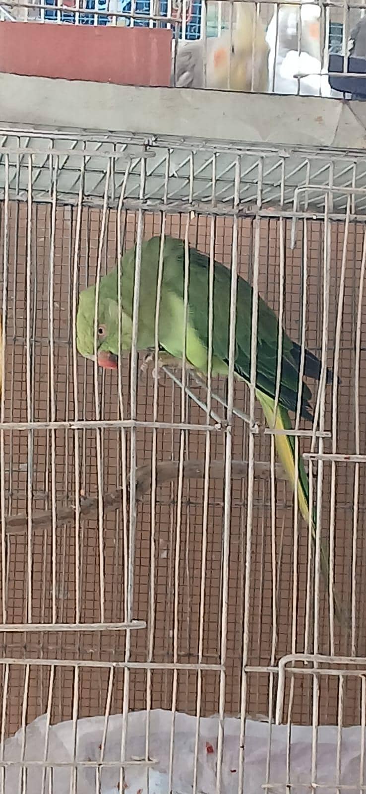 ringneck 1