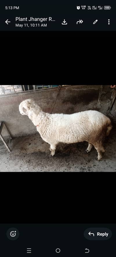 Pure Dumba vip for Qurbani,