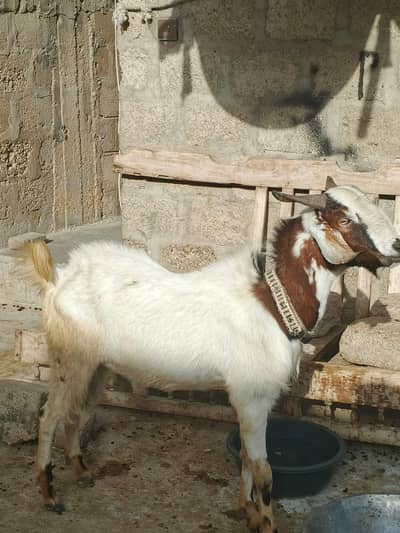 Qurbani 2 dant ando bakra