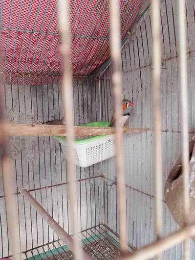 finch for sale or cage b