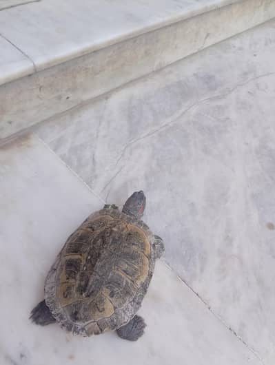 Turtle