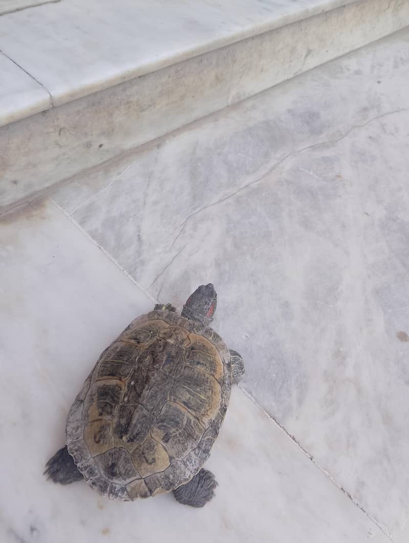 Turtle 0