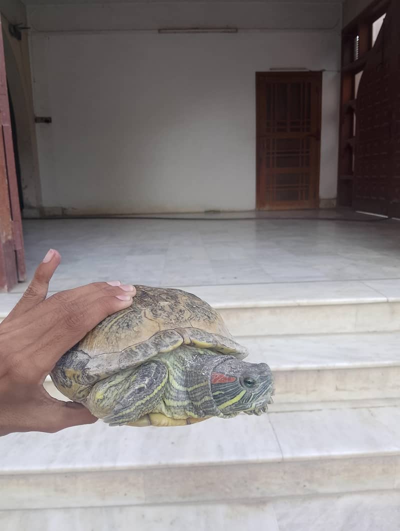 Turtle 1