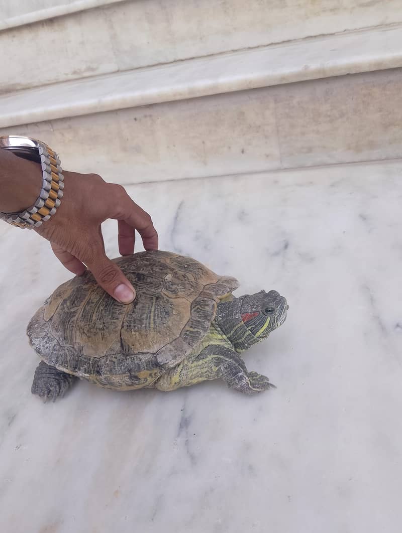Turtle 2