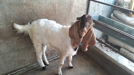 2 Breeder Bakry For Sale 2 Dant Best For qurbani