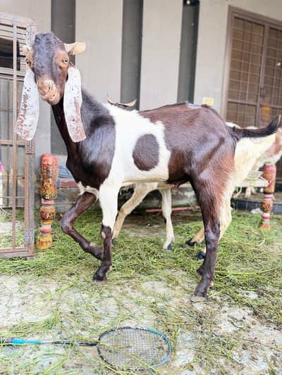 #Goat #Bakera Best Quality