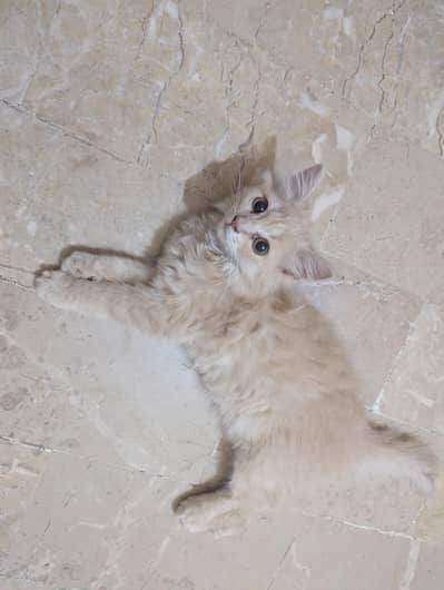 Persian female cat name chotu