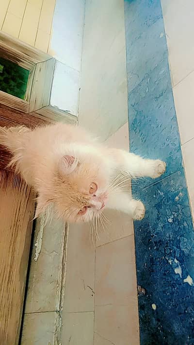 Persian Triple Coat Double clr