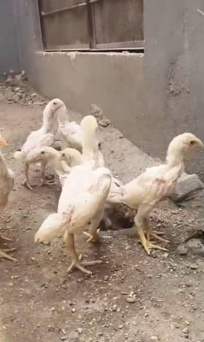 white shamooo aseel chicks