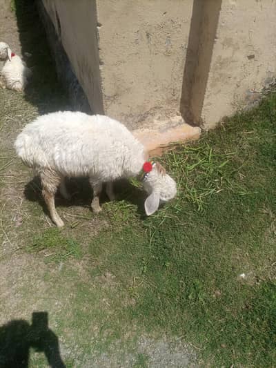 2 dumbbay for sale 7 month age