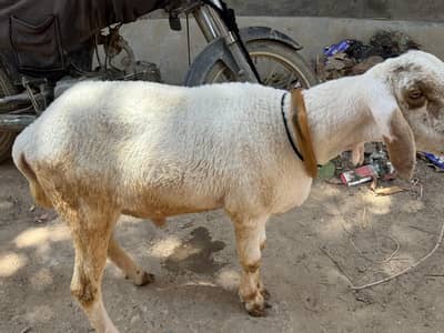 dumba for sell 