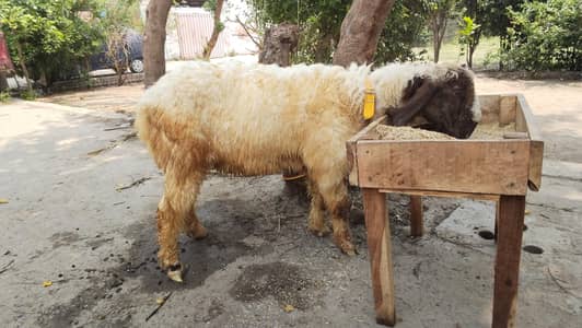 Chatra for sale Ghar ka pala huwa jori hai