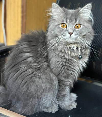 Healthy Male Cat For Stud