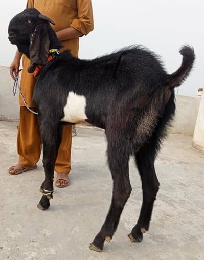 betal Bakra 2dant 03498200770