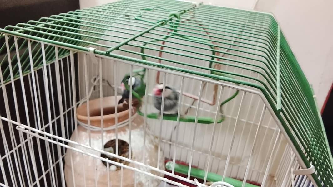 java birds 1