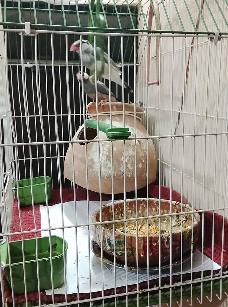 java birds 3