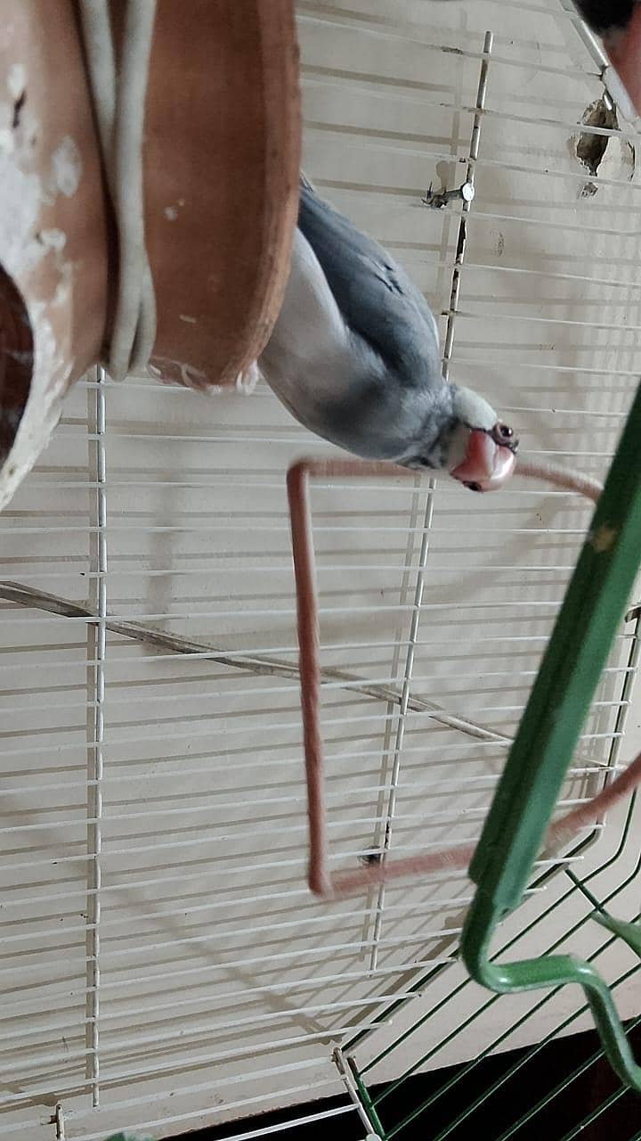 java birds 5