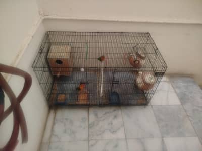 2 pairs for sale and big cage location shimla Pahari atd